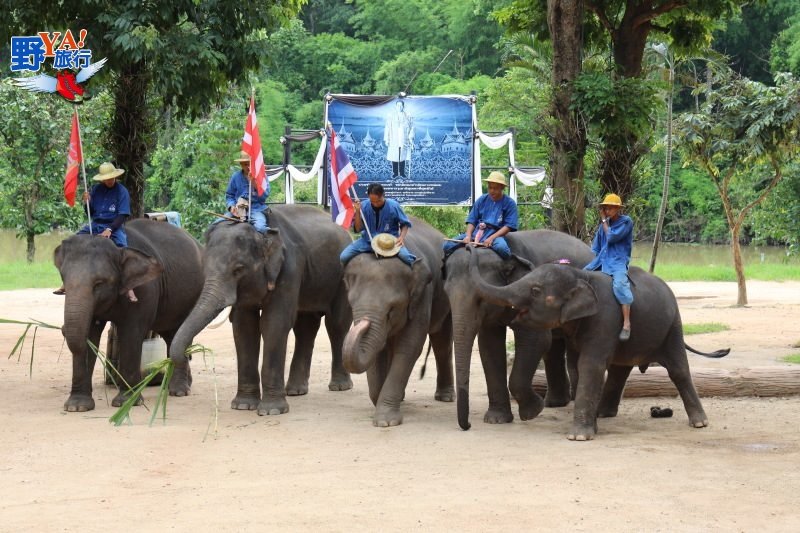 泰國唯一的大象養老院 南邦泰國象保育中心 @Ya!Travel 野旅行新聞網