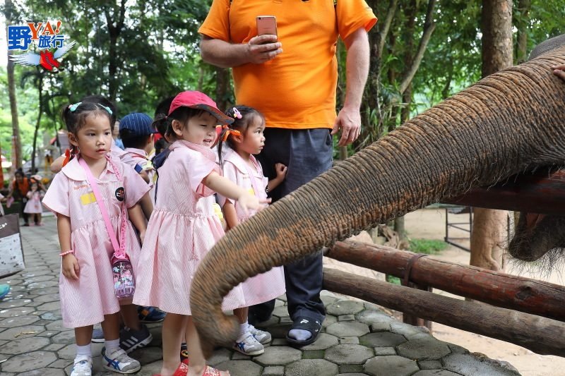 泰國唯一的大象養老院 南邦泰國象保育中心 @Ya!Travel 野旅行新聞網
