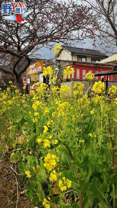 日本最早開的櫻花 2018河津櫻花祭浪漫登場 @Ya!Travel 野旅行新聞網