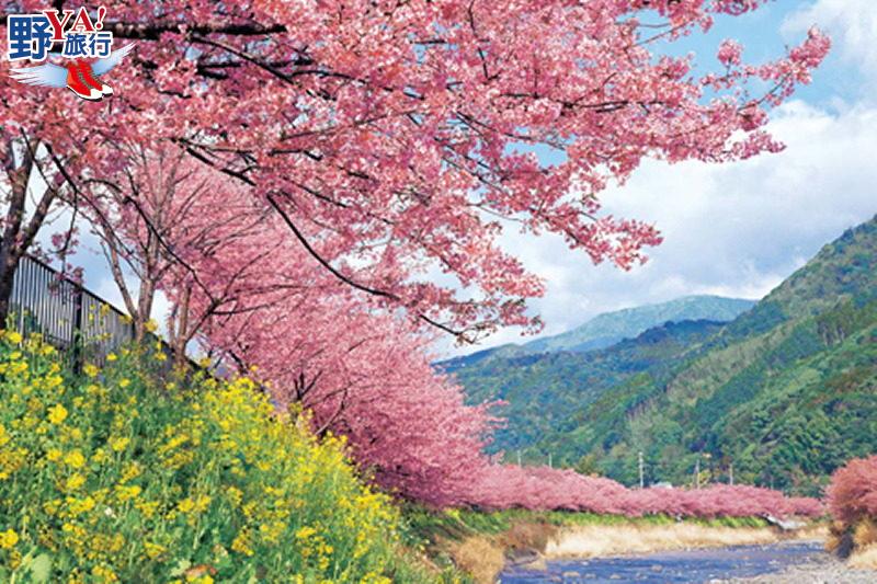 日本最早開的櫻花 2018河津櫻花祭浪漫登場 @Ya!Travel 野旅行新聞網