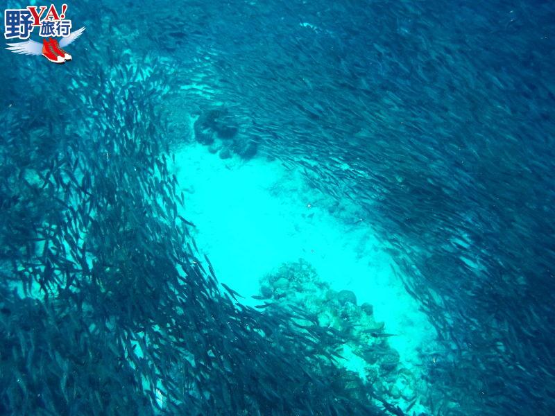菲律賓宿霧潛水初體驗 令人震撼的莫亞礁沙丁魚風暴 @Ya!Travel 野旅行新聞網