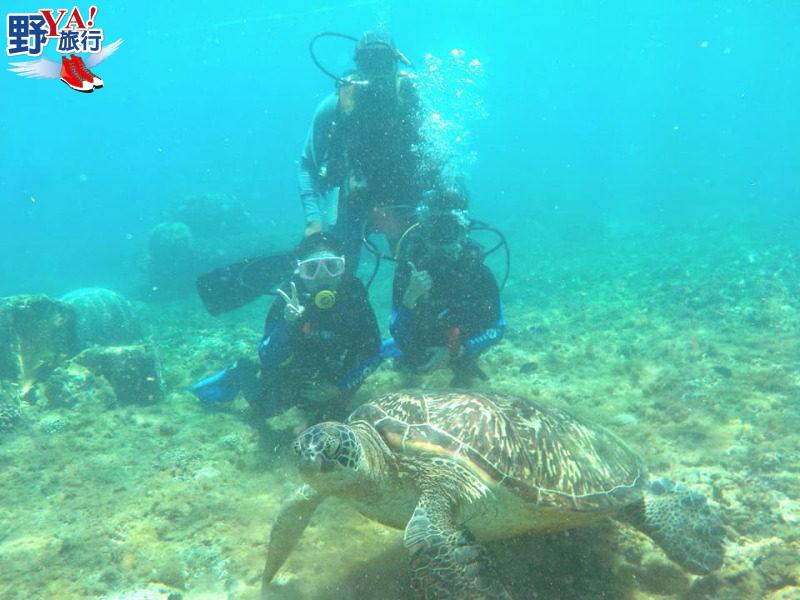 菲律賓體驗潛水與海龜同游 杜馬蓋地阿波島Apo Island超BLUE @Ya!Travel 野旅行新聞網