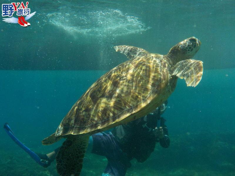 菲律賓體驗潛水與海龜同游 杜馬蓋地阿波島Apo Island超BLUE @Ya!Travel 野旅行新聞網