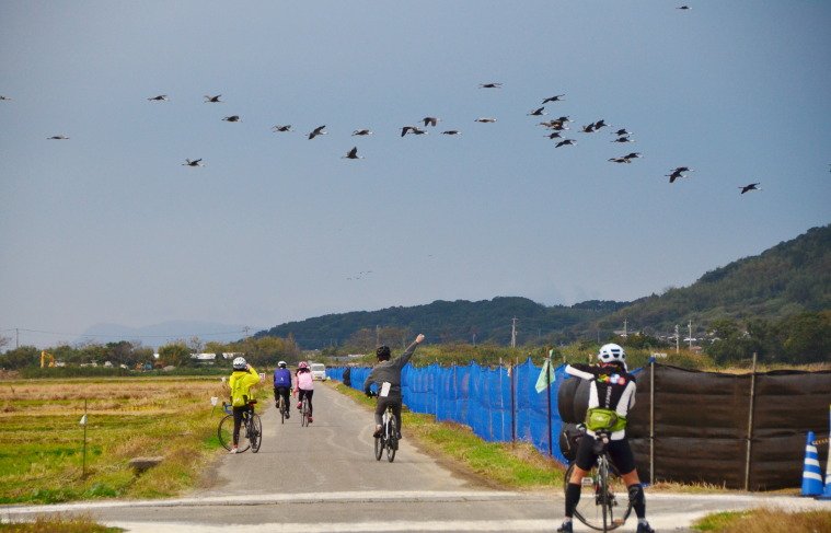 日本│九州 北薩騎單車 遇上萬隻西伯利亞鶴鳥 @Ya!Travel 野旅行新聞網