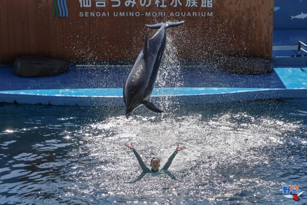 仙台海洋森林水族館見學 一覽日本東北海洋生態縮影 @Ya!Travel 野旅行新聞網