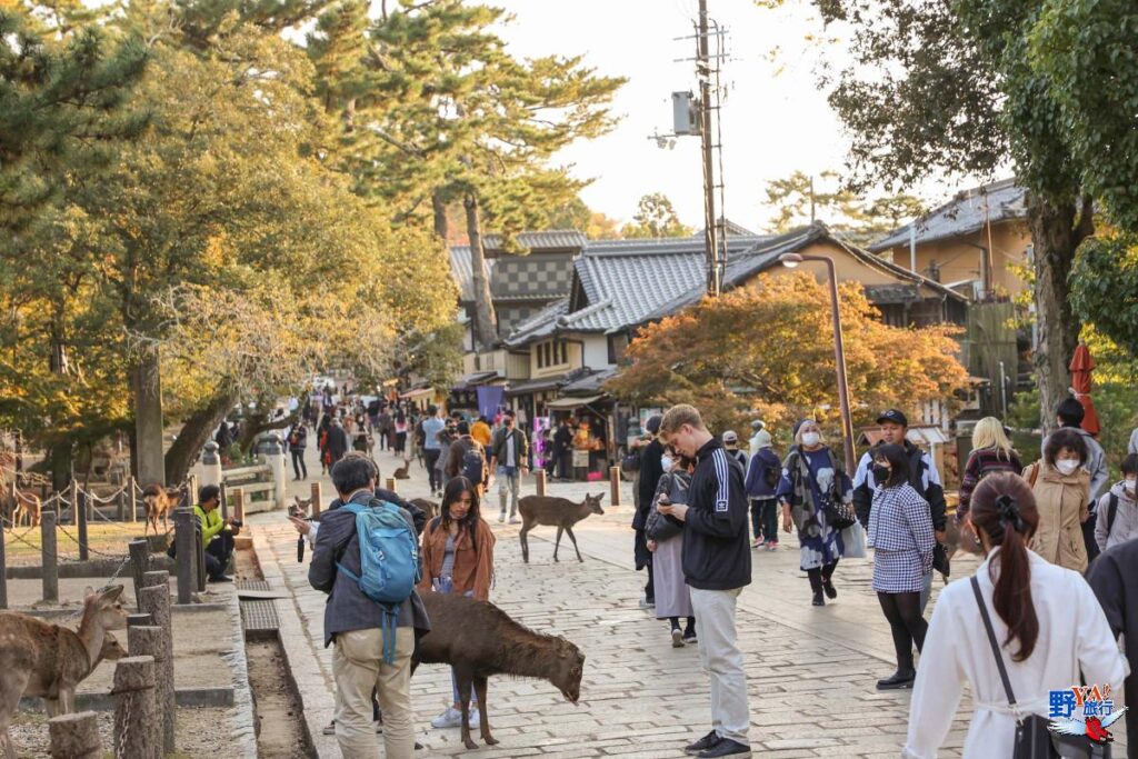 日本關西追楓直擊 奈良公園的貪吃鹿 @Ya!Travel 野旅行新聞網