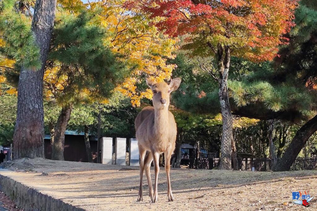 日本關西追楓直擊 奈良公園的貪吃鹿 @Ya!Travel 野旅行新聞網