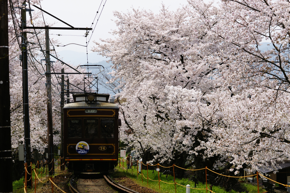 春假前往京都遊玩的京都迷注意囉！ 2023年京都交通、觀光及參拜設施4月最新漲價資訊 @Ya!Travel 野旅行新聞網