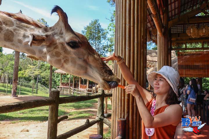 越南富國島親子景點珍珠野生動物園 餵長頸鹿、大象及狐猴合照超有趣 @Ya!Travel 野旅行新聞網