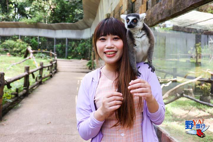 越南富國島親子景點珍珠野生動物園 餵長頸鹿、大象及狐猴合照超有趣 @Ya!Travel 野旅行新聞網