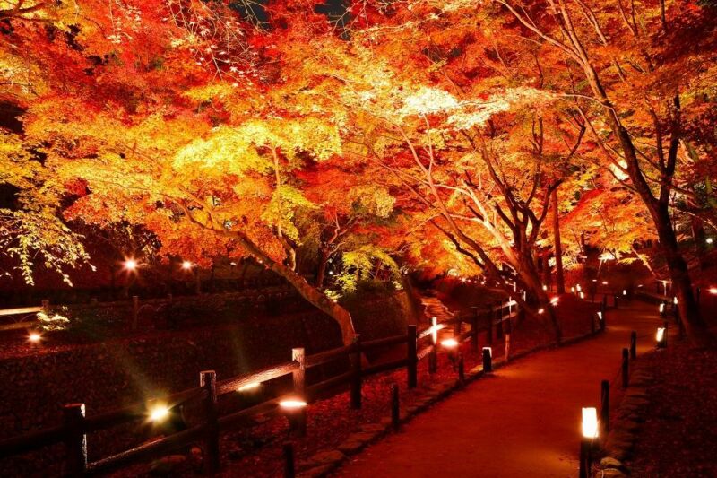 日本京都人氣賞楓景點及夜間點燈等期間限定活動看這裡 @Ya!Travel 野旅行新聞網
