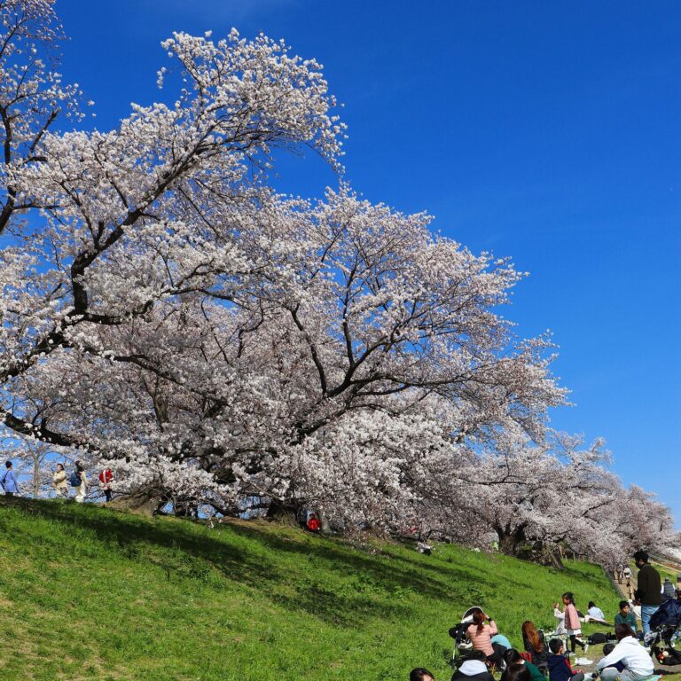 2024京都府櫻花景點推薦》京都河堤、池塘與櫻花的協奏曲 @Ya!Travel 野旅行新聞網