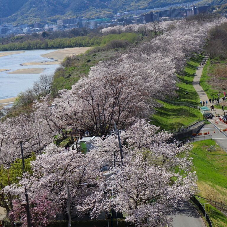 2024京都府櫻花景點推薦》京都河堤、池塘與櫻花的協奏曲 @Ya!Travel 野旅行新聞網